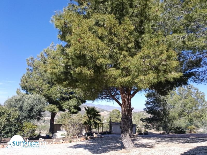 Villa en venta con piscina y terreno El Pinoso Abanilla